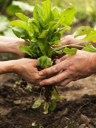 Apoyos a campesinos y agricultores durante la cuarentena