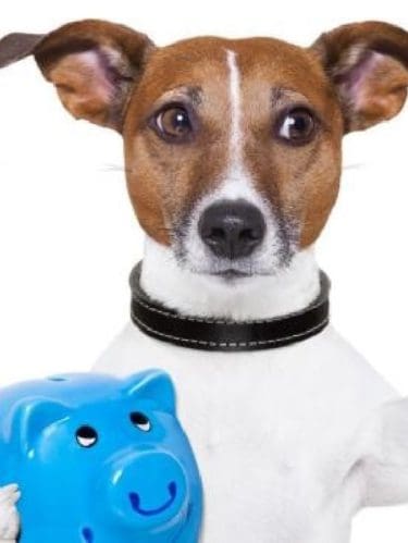 ¿Cómo ahorrar dinero con los gastos de tu mascota?