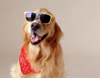 Cuanto cuesta mantener un perro